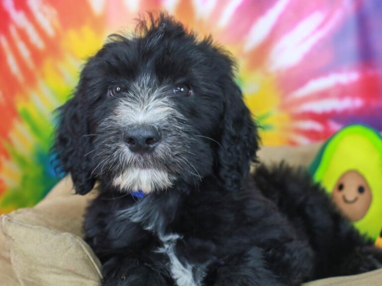 Sheepadoodle