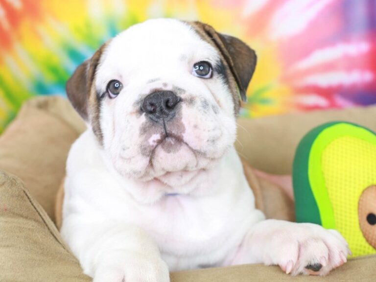 English Bulldog