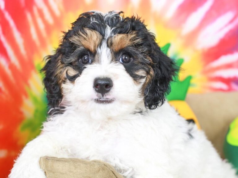 Mini Bernadoodle