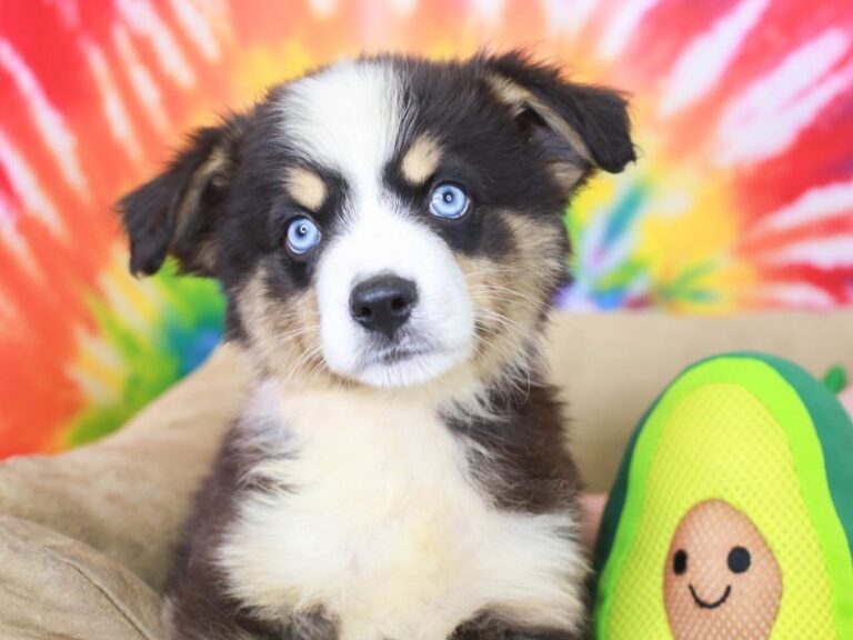 Mini Aussie