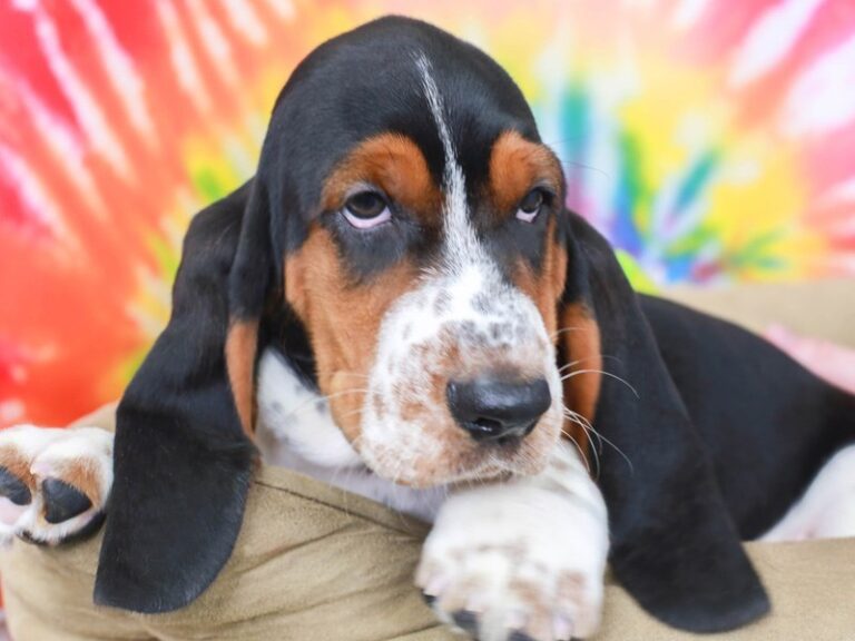 Basset Hound
