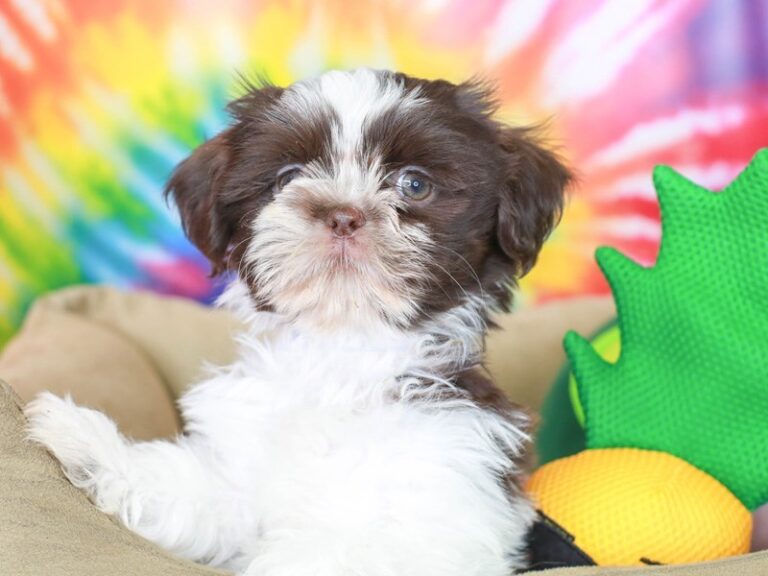 Shih Tzu