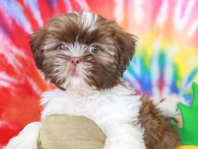 Shih Tzu