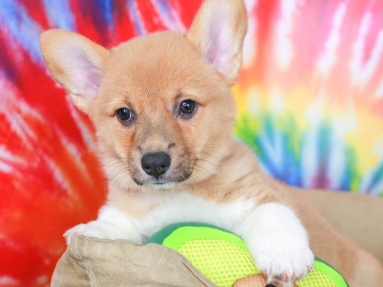 Pembroke Welsh Corgi