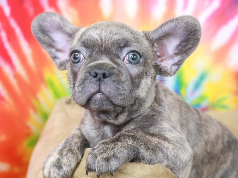 French Bulldog