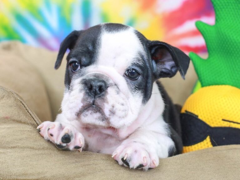 English Bulldog