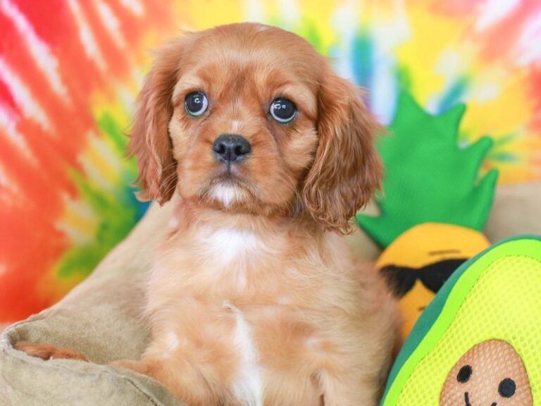 Cavalier King Charles