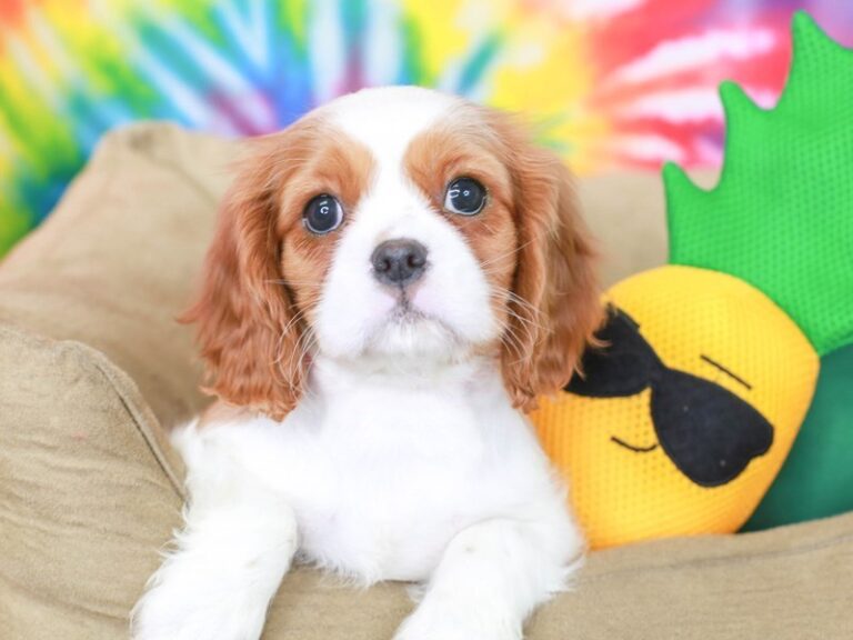 Cavalier King Charles