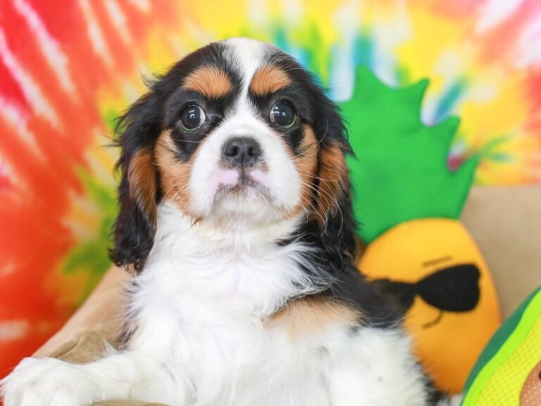 Cavalier King Charles