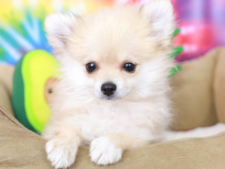 Pomeranian