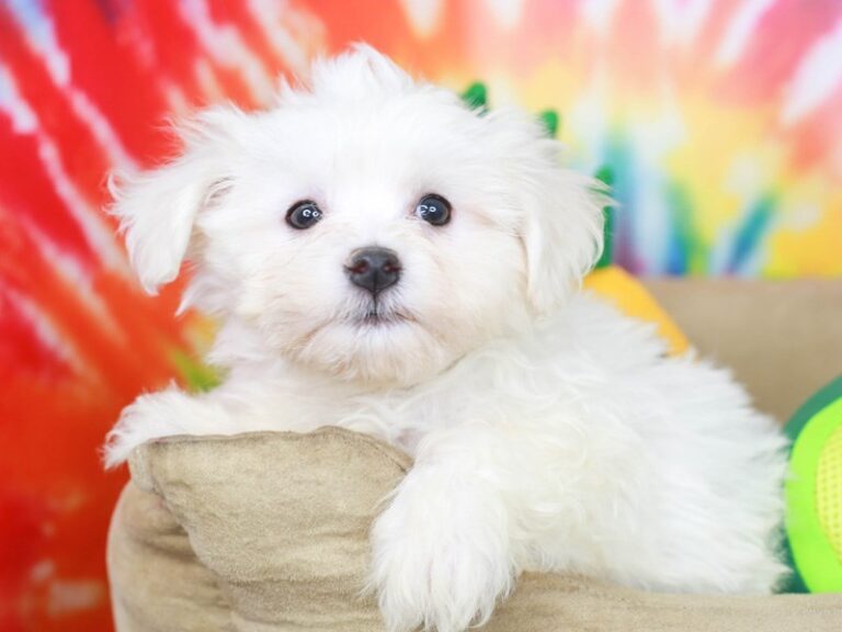 Havanese