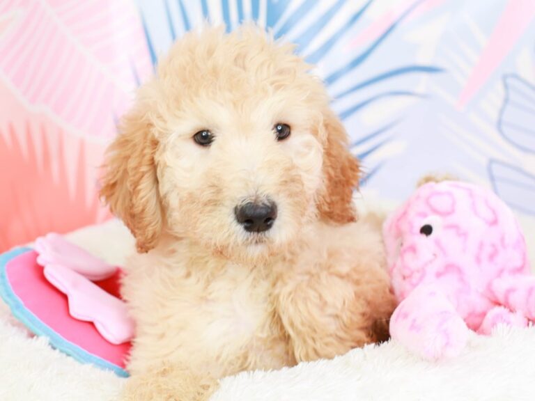 Goldendoodle