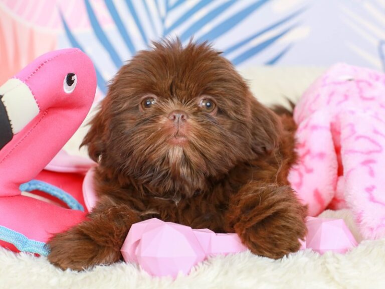 Shih Tzu