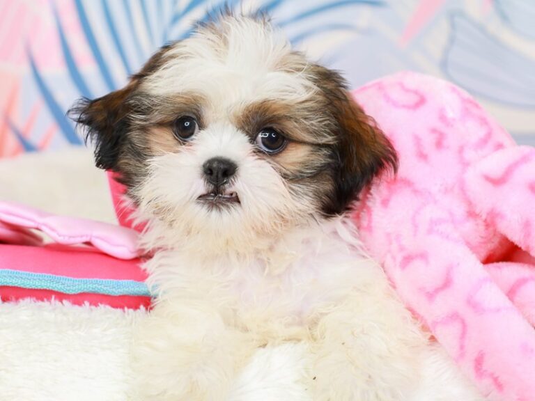 Shih Tzu