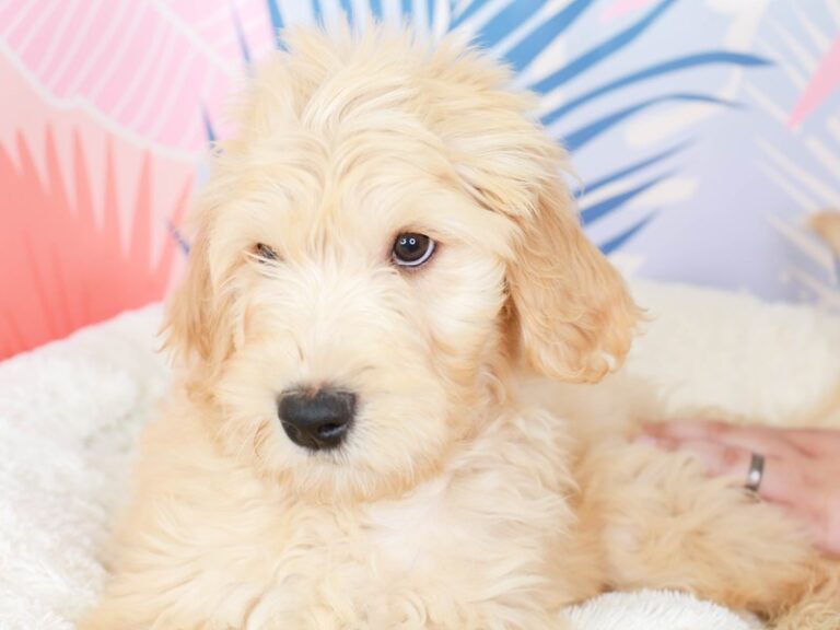 Goldendoodle