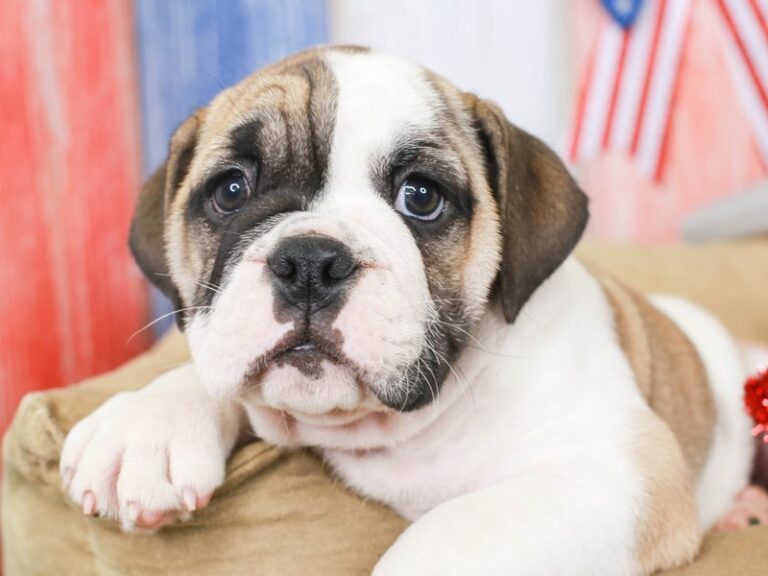 English Bulldog