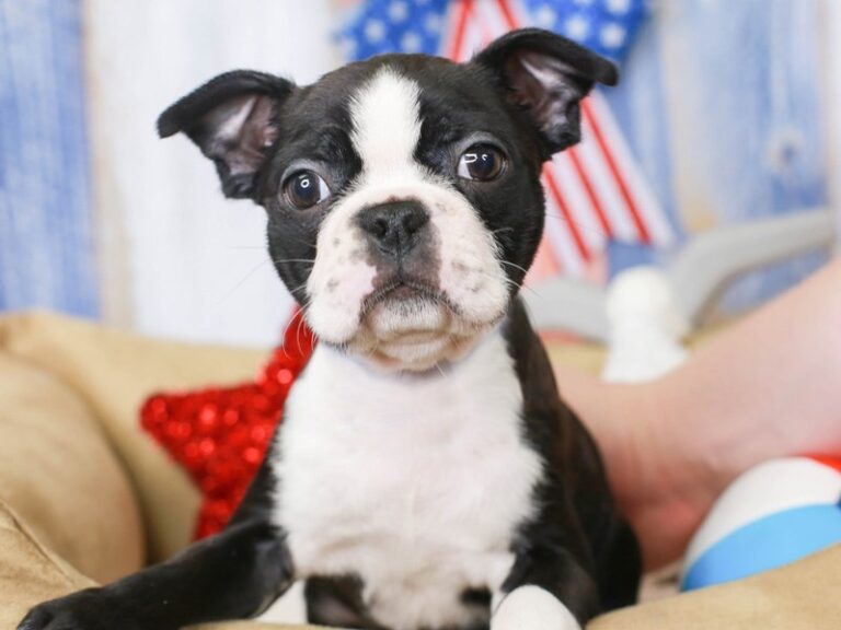 Boston Terrier