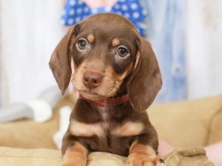 Dachshund