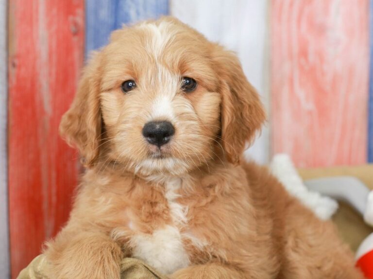 Mini Goldendoodle