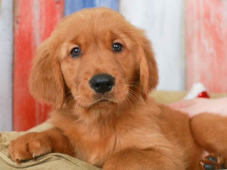 Golden Retriever