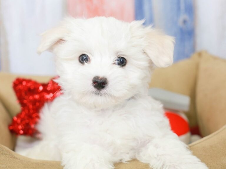 Coton De Tulear