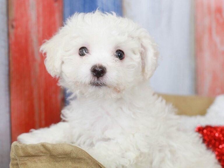 Bichon Frise