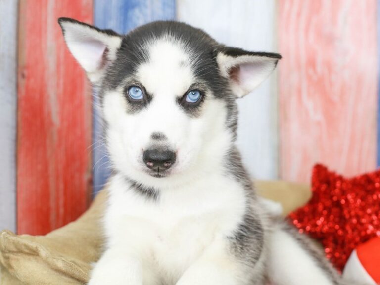 Siberian Husky