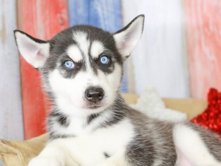 Siberian Husky