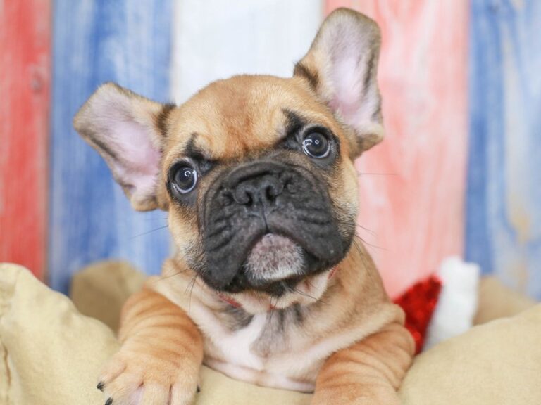 French Bulldog