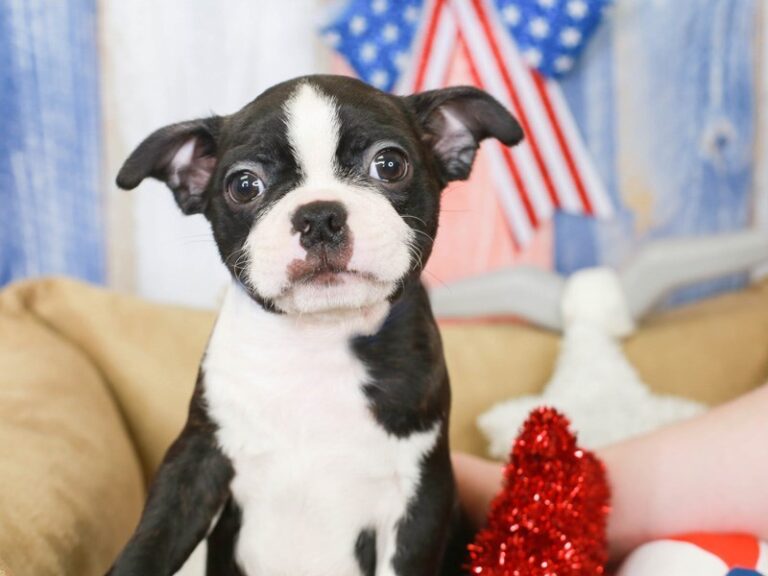 Boston Terrier