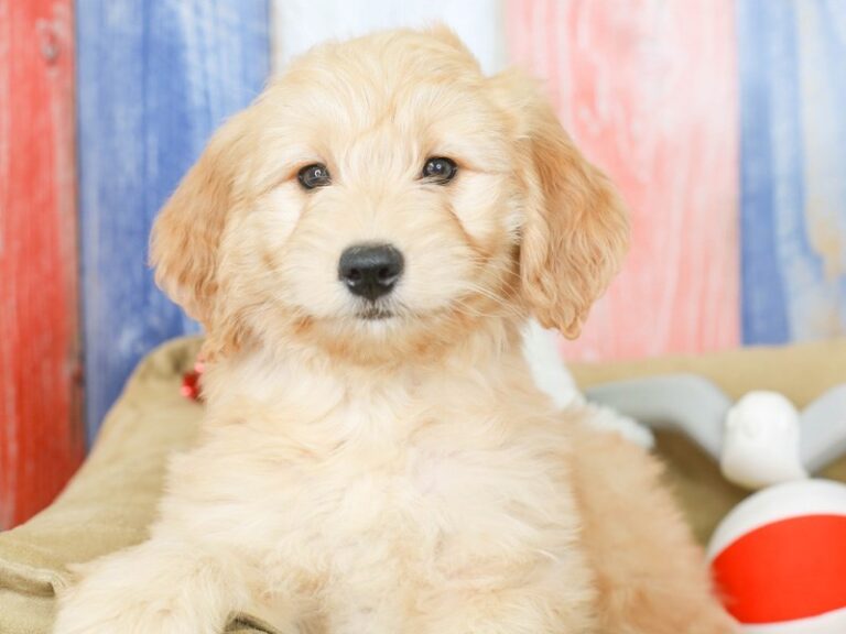 Mini Goldendoodle