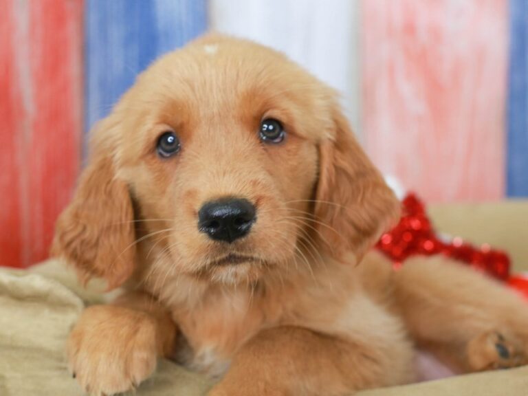 Golden Retriever