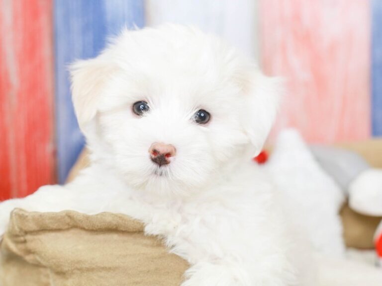 Coton De Tulear