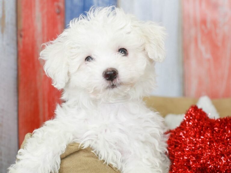 Bichon Frise