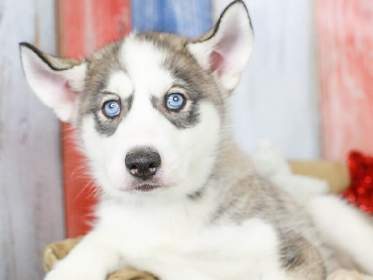Siberian Husky