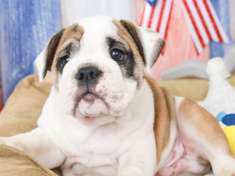 English Bulldog