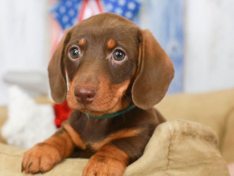Chocolate and tan best sale dachshund