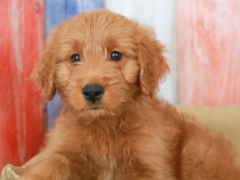 Mini Goldendoodle