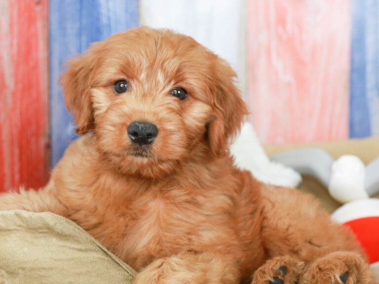 Mini Goldendoodle
