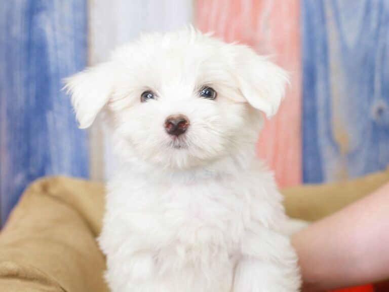Coton De Tulear