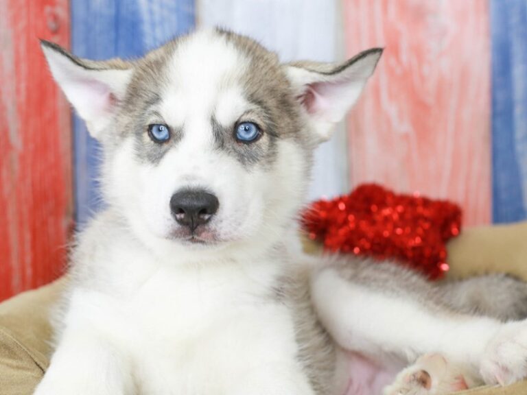 Siberian Husky