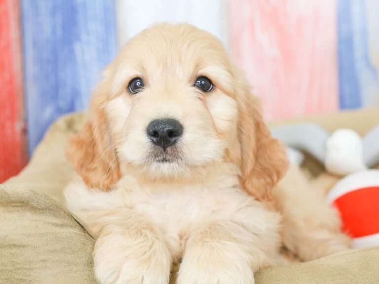 Mini Goldendoodle