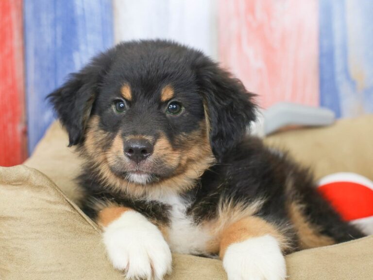 Mini Aussie