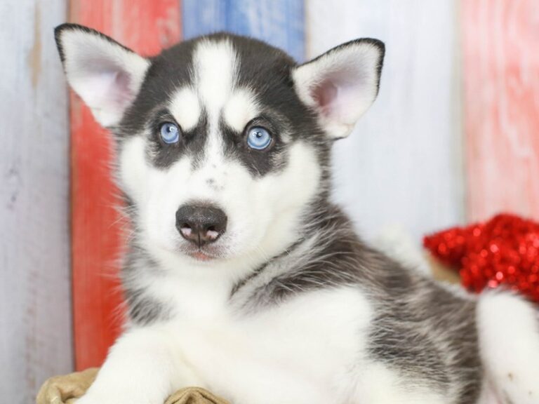 Siberian Husky