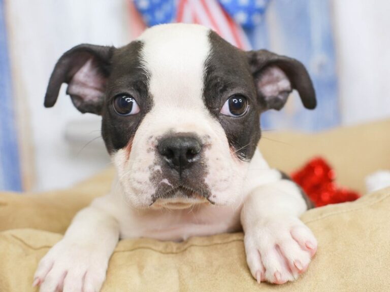 Boston Terrier