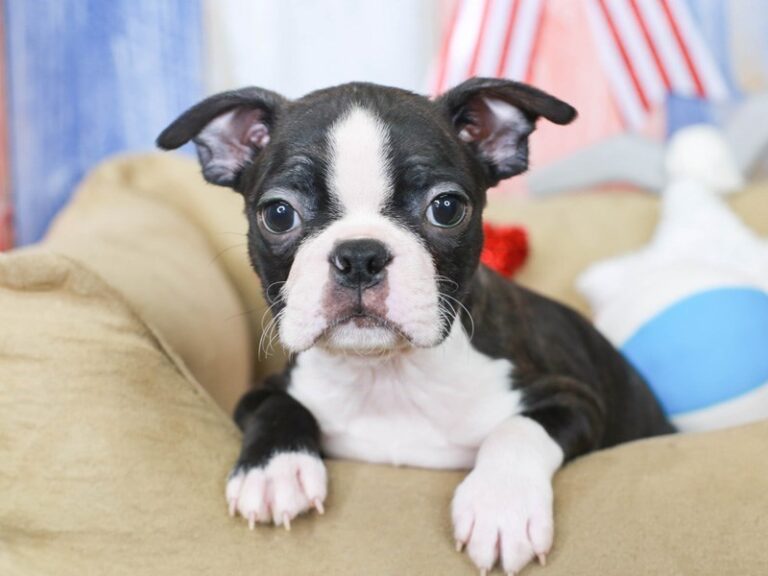 Boston Terrier