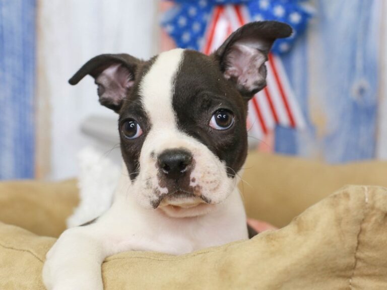 Boston Terrier