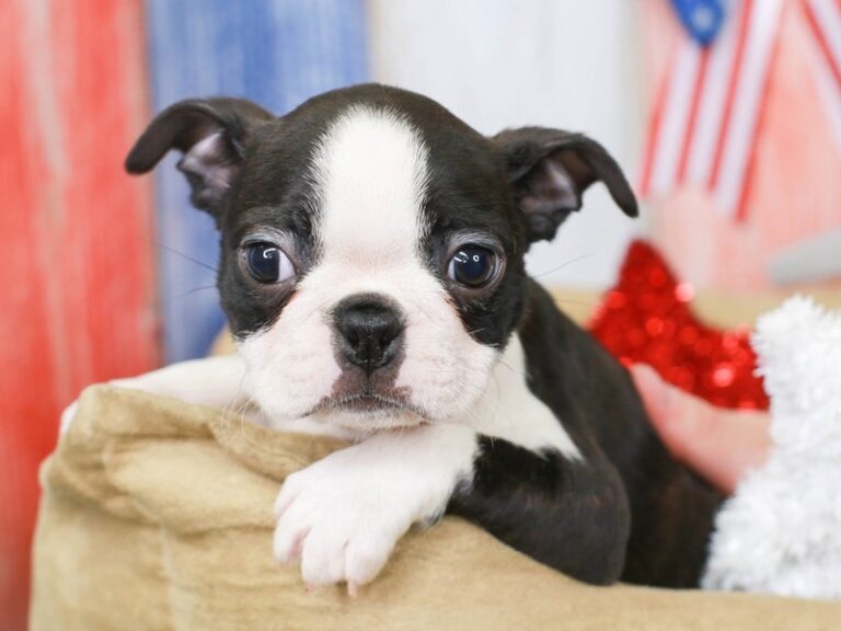 Boston Terrier