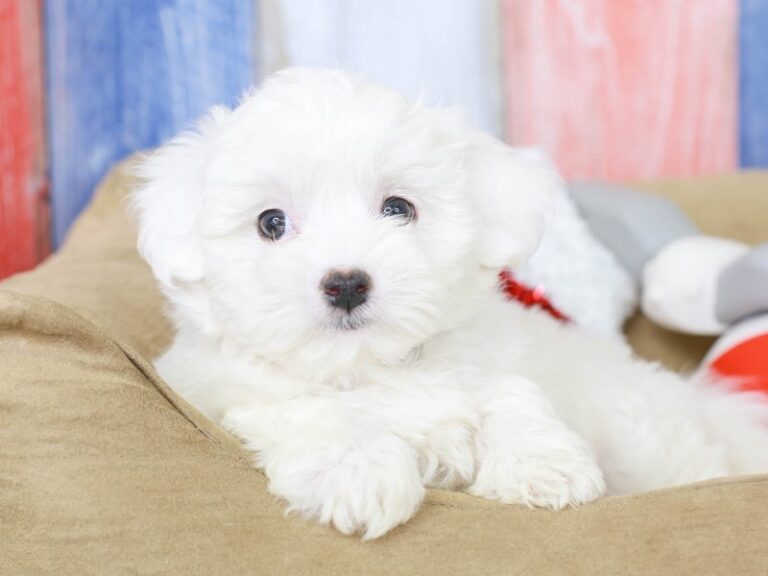 Coton De Tulear