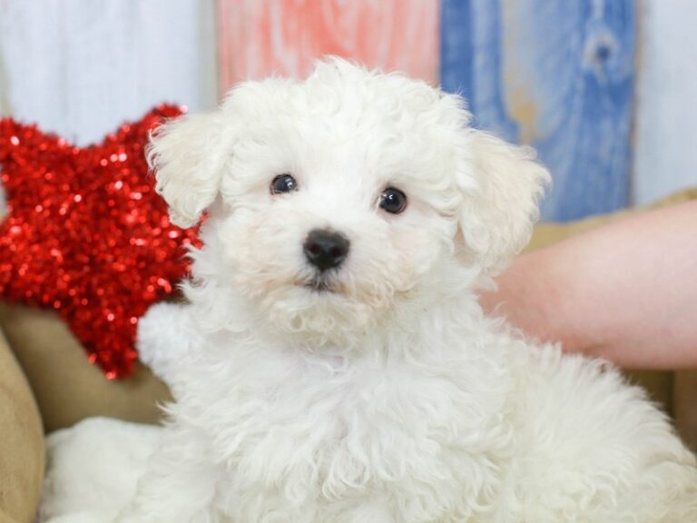 Bichon Frise